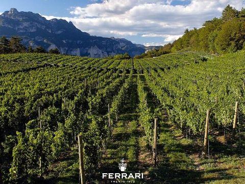 Ferrari Trentodoc
